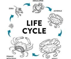 Vertical crab farming cost (chennai)