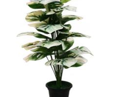 Shweta Enterprise - Artificial Plants & Grass