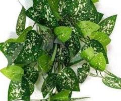 Shweta Enterprise - Artificial Plants & Grass